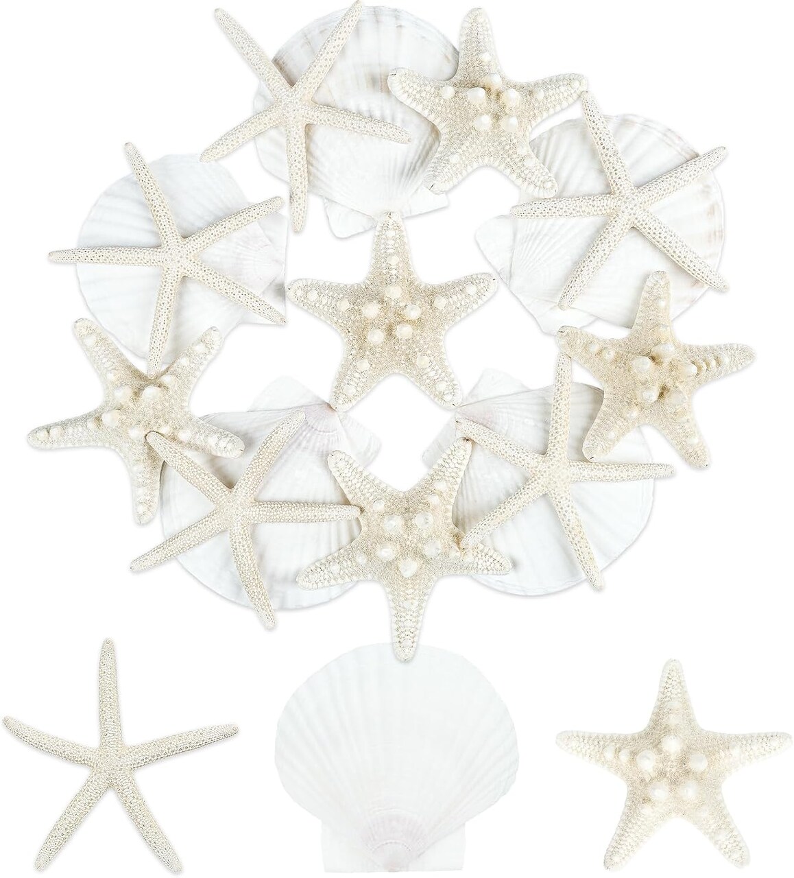 15 PCS Starfish and Scallop Shells, 2"-4" Natural Seashells White Seashells Large Seashells for Crafts Wedding Decor Beach Theme Party, Fish Tank and Vase Filler